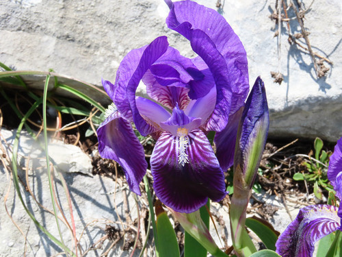 Iris marsica (Iris marsica)