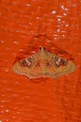 Sameodes pictalis