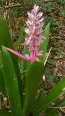 Aechmea marauensis