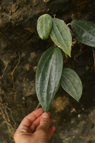 Hoya macrophylla Wight