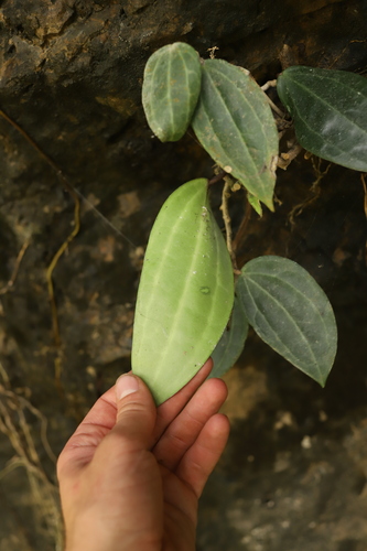 Hoya macrophylla Wight 2