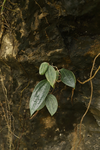 Hoya macrophylla Wight 3