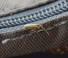 Rhagonycha nigrosuta