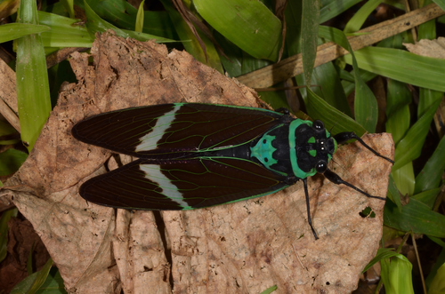 Formotosena seebohmi (Formotosena seebohmi)
