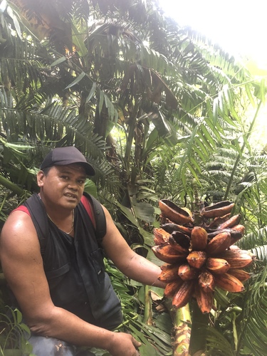 Musa troglodytarum