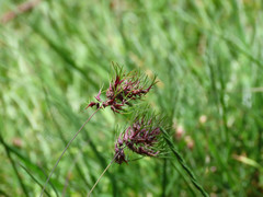 Poa bulbosa vivipara