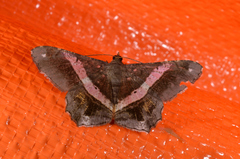 Chiasmia nora