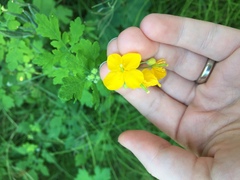 Chelidonium asiaticum