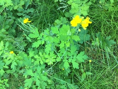 Chelidonium asiaticum