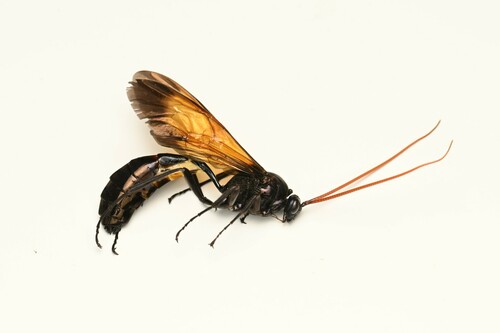 Dictyonotus