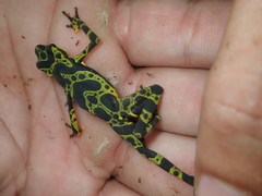 Atelopus spurrelli
