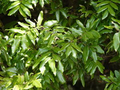 Alectryon excelsus excelsus