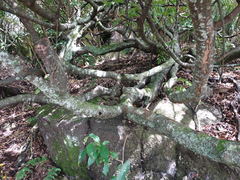 Alectryon excelsus excelsus