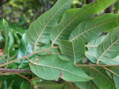 Alectryon excelsus excelsus