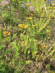 Phedimus kamtschaticus