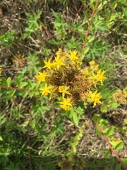 Phedimus kamtschaticus