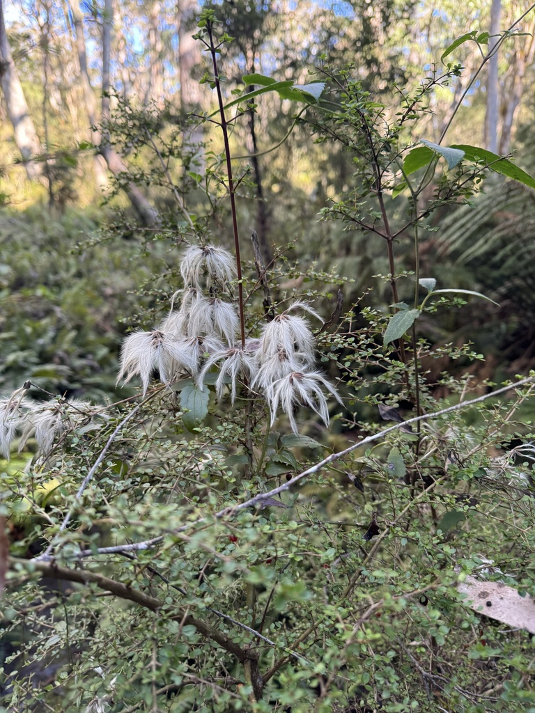Clematis aristata - Inner West indigenous plant