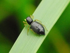 Heliophanus flavipes