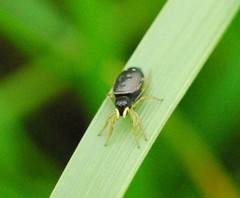 Heliophanus flavipes