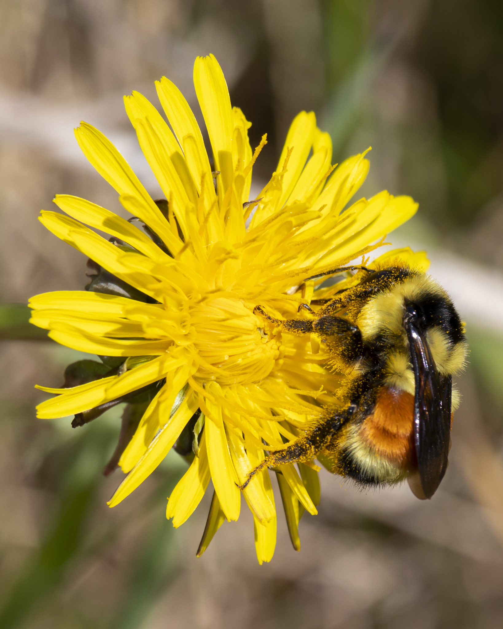 Polar Bumble Bee (Bombus polaris) · iNaturalist