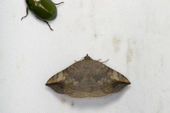 Blasticorhinus ussuriensis