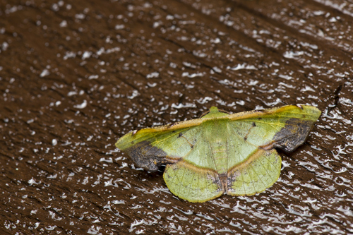 Fascellina subsignata