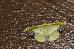 Fascellina subsignata