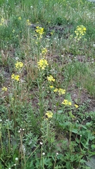 Erysimum canescens