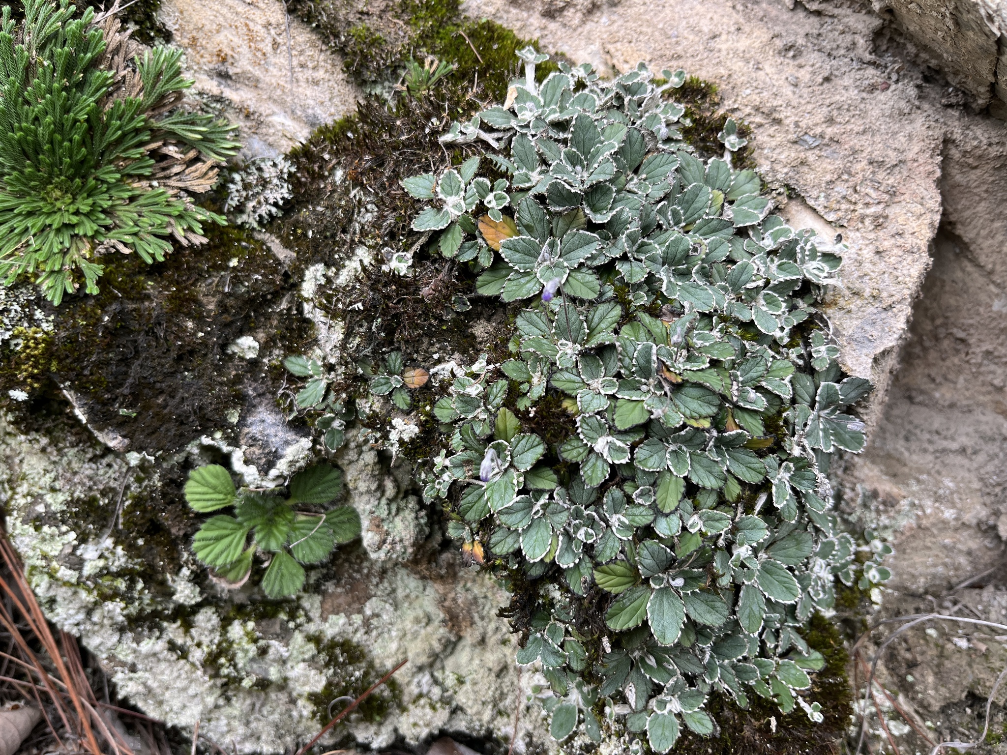 Corallodiscus conchifolius