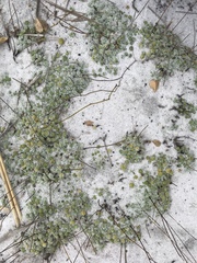 Philcoxia rhizomatosa
