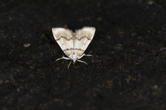 Leechia sinuosalis