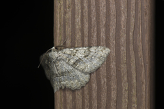 Hirasa punctivenaria