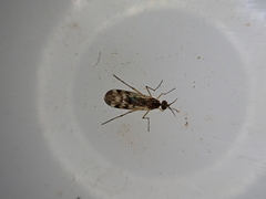 Sylvicola undulatus