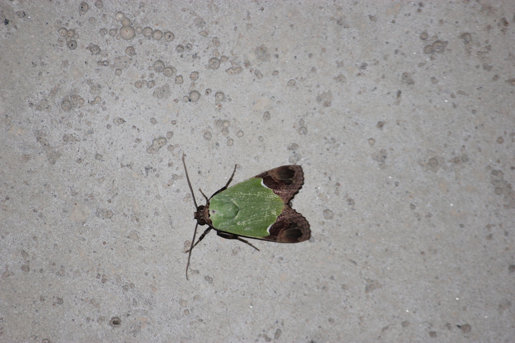 Butterflies and Moths from Durgiperi, Andhra Pradesh 517619, India on ...