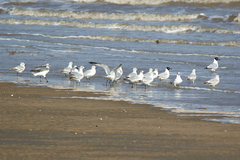 Ichthyaetus relictus