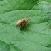 Strawberry Leaf Beetle - Photo (c) Владимир, some rights reserved (CC BY-NC), uploaded by Владимир