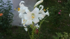 Lilium candidum