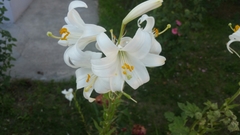 Lilium candidum