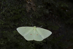 Tanaoctenia haliaria