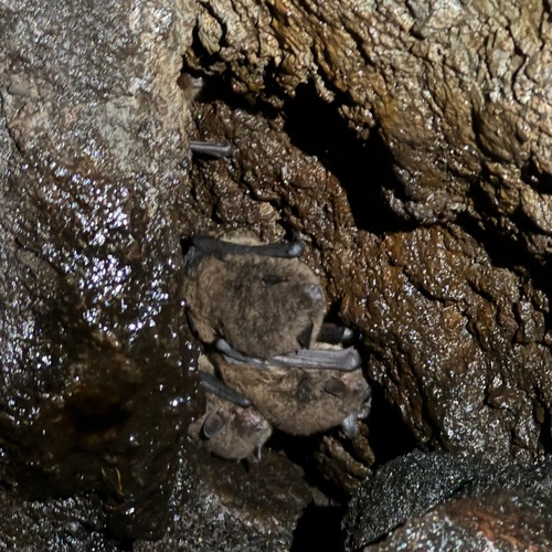 Australian Large-footed Myotis
