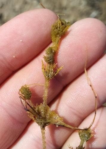 bearded stonewort (Chara canescens)