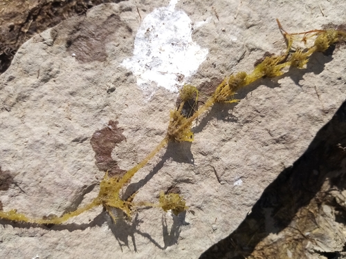 Image of Chara canescens by (c) Anton Popovich, some rights reserved (CC BY)