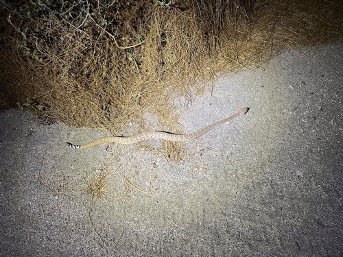 iNaturalist observation photo of Red Diamond Rattlesnake