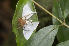 Ditrigona triangularia
