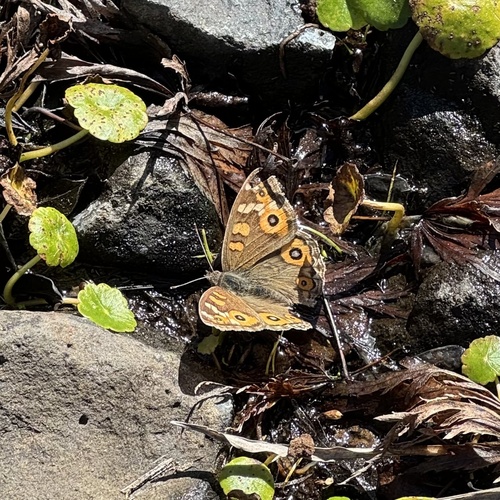 Meadow Argus photo 4