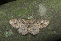 Paradarisa comparataria