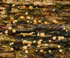 Trichoderma nothescens