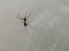 Neriene peltata