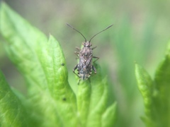 Stictopleurus minutus