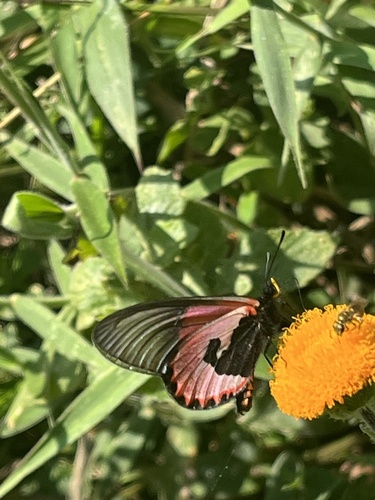 Acraea eltringhami